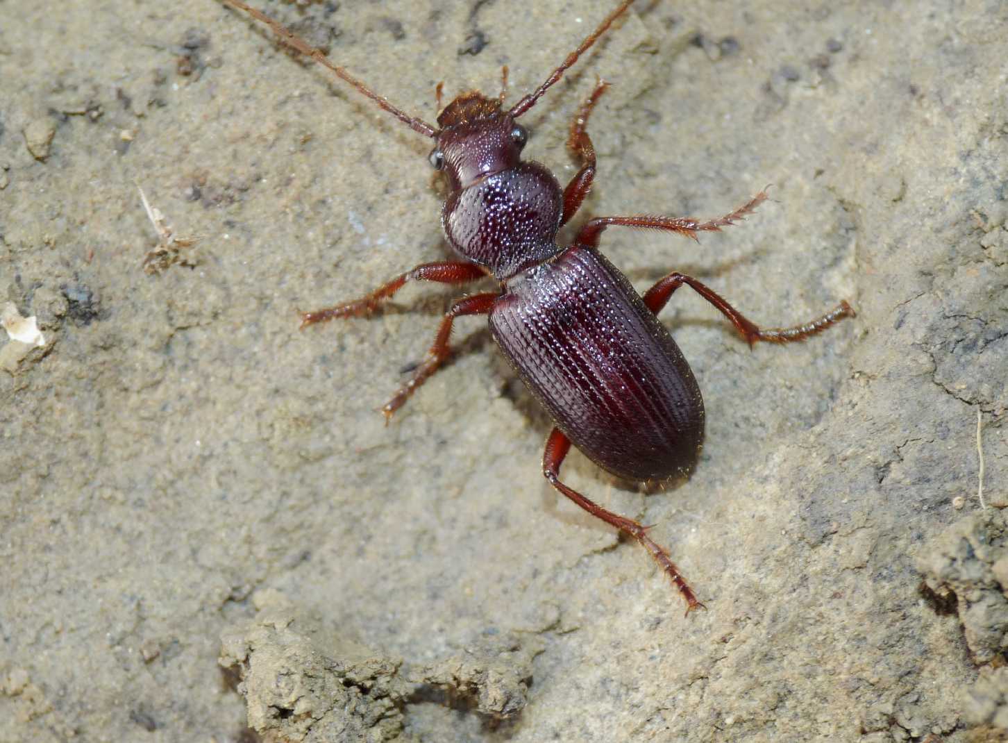 Carterus calydonius & Scybalicus oblongiusculus